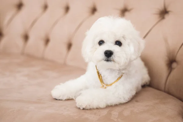 Kamerada pofuduk küçük Bichon Frize ağzı var. Beyaz köpek kahverengi koltukta oturuyor.