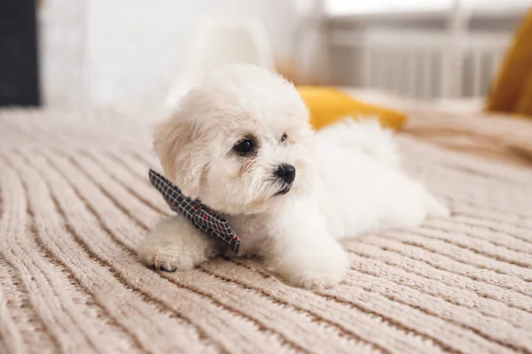 Küçük tüylü beyaz Bichon Frize başka tarafa bakıyor. Gri kravatlı beyaz köpek yavrusu kahverengi kapakta yatıyor.