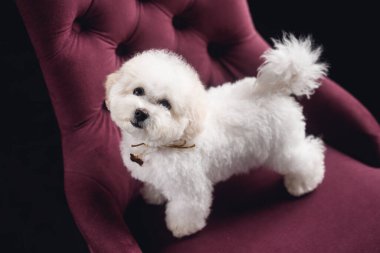 Küçük beyaz bir Bichon Frize ayağa kalkıp kameraya baktı. Beyaz köpek menekşe koltukta