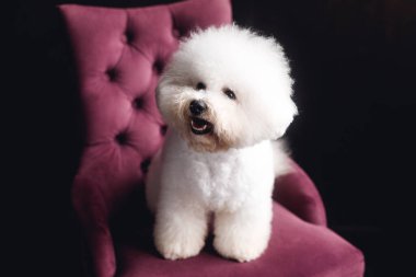 Komik beyaz bir Bichon Frize durup kameraya bakar. Beyaz köpek menekşe koltukta