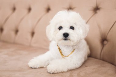Close up little white Bichon Frize muzzle in camera. White puppy lying on brown armchair clipart