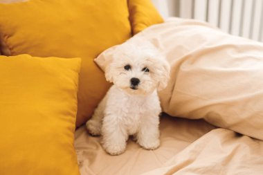 Küçük pofuduk beyaz Bichon Frize kamera önünde ağızlık takıyor. Beyaz köpek yavrusu kahverengi ve sarı yastıkların üzerinde oturuyor.