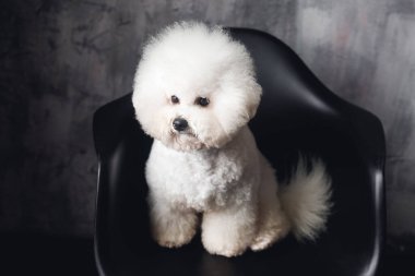 Kamerada beyaz bir Bichon Frize görüntüsü var. Siyah sandalyede beyaz köpek.