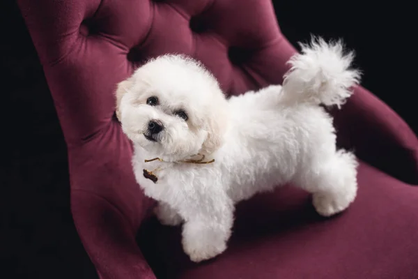 一个白色的小比雄弗里泽站在那里 看着相机 紫色扶手椅上的白色小狗 — 图库照片