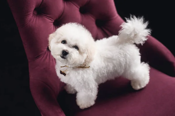 Küçük beyaz bir Bichon Frize ayağa kalkıp kameraya baktı. Beyaz köpek menekşe koltukta
