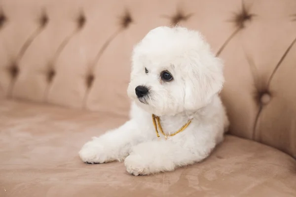 Kleine Weiße Bichon Frize Schauen Weg Weiße Welpen Sitzen Auf — Stockfoto