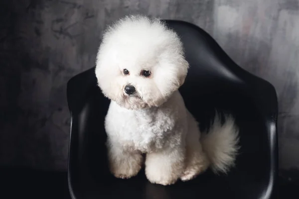 Uno Sguardo Bianco Bichon Frize Camera Cucciolo Bianco Sulla Sedia — Foto Stock