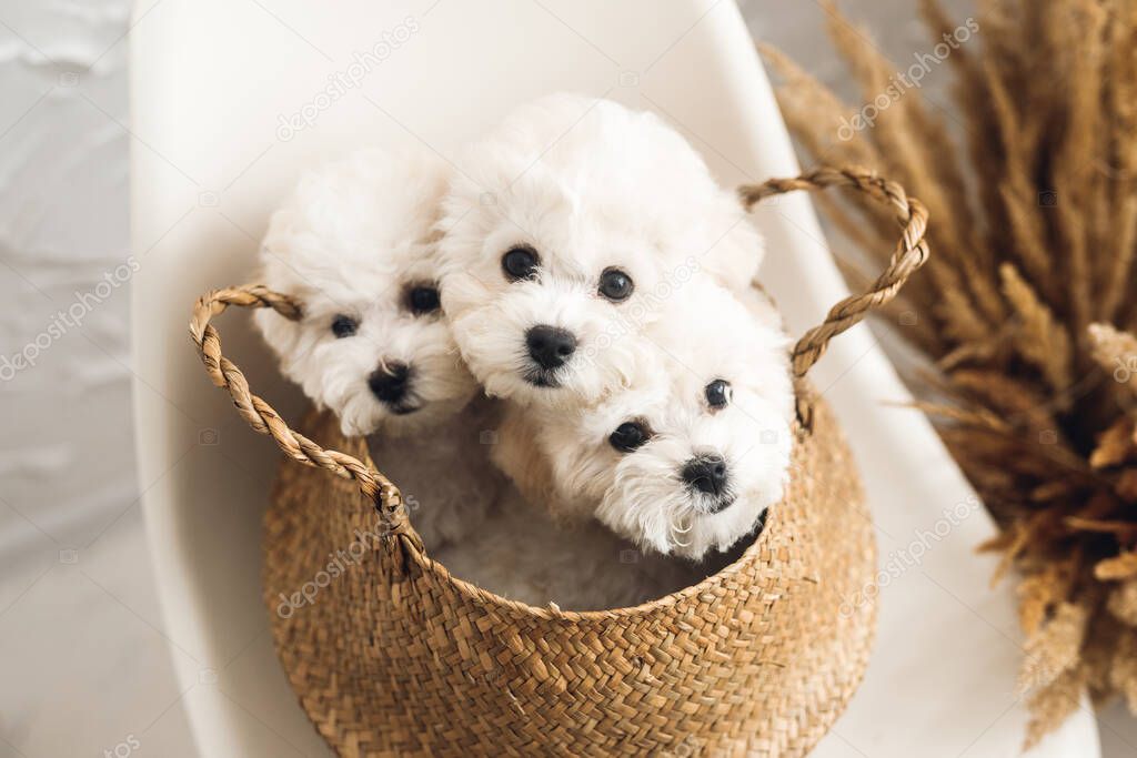 Three little white Bichon Frize look in camera. White puppy in browm basket
