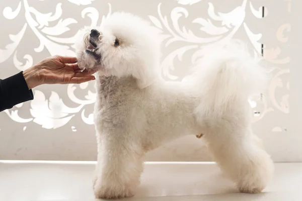一个Bichon Frize站在一个白色的架子上 白色背景的白狗 — 图库照片