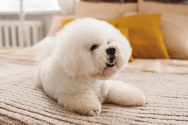 Küçük tüylü beyaz Bichon Frize başka tarafa bakıyor. Kahverengi kapaklı beyaz köpek yavrusu