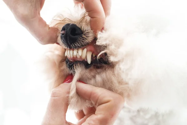 Exam Teeth Bichon Frize Close White Fluffy Dog — Stock Photo, Image