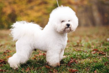 Küçük beyaz köpek yavrusu Bichon Frize 'yi yeşil sarı çimlerin üzerinde kapat. Beyaz köpeğin yan görünüşü Başka yere bak
