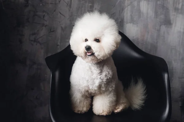 Kamerada yakın plan beyaz bir Bichon Frize namlusu. Siyah sandalyede beyaz köpek.