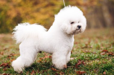 Yeşil sarı çimlerin üzerinde şirin beyaz köpek yavrusu Bichon Frize 'yi kapat. Beyaz köpeğin yan görünüşü Başka yere bak