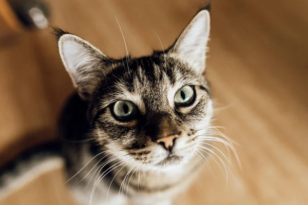 Nahaufnahme Graue Schwarze Katze Blick Die Kamera Gefleckte Katze Mit — Stockfoto