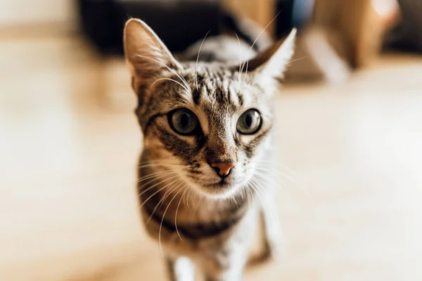 Feche Focinho Gato Preto Cinza Câmera Gato Manchado Com Fundo — Fotografia de Stock