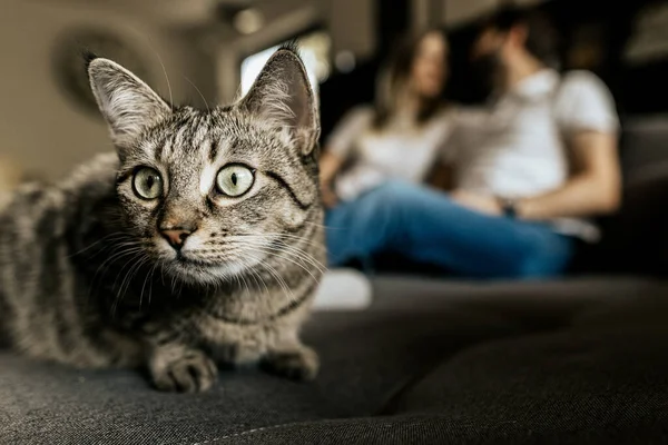 Nahaufnahme graue schwarze Katzenschnauze in der Kamera — Stockfoto