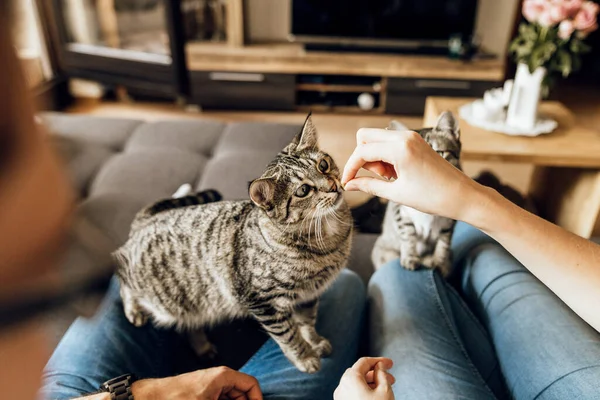 Nahaufnahme Eines Jungen Paares Mit Entzückender Katze Auf Dem Sofa — Stockfoto