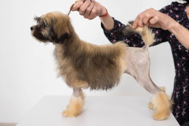 Kahverengi Bichon Aslanı rafta duruyor. İzole edilmiş yavru köpek beyaz sandalyeye bakıyor.