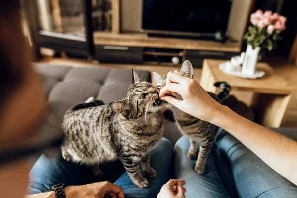 소파에 스러운 고양이가 커플의 사진입니다 고양이를 먹이는 가족그들은 고양이 먹이를 — 스톡 사진