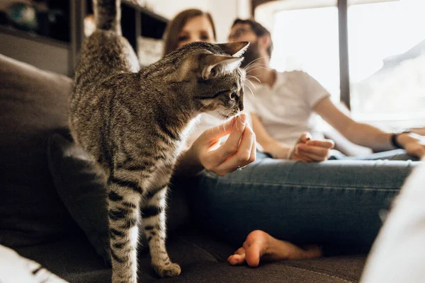 Close up of young couple with adorable cat on sofa. Happy family to feed spotted cat. Kitten in focus
