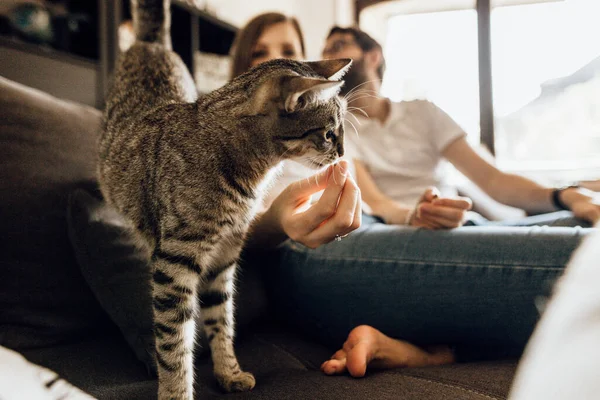 Gros Plan Jeune Couple Avec Adorable Chat Sur Canapé Bonne — Photo