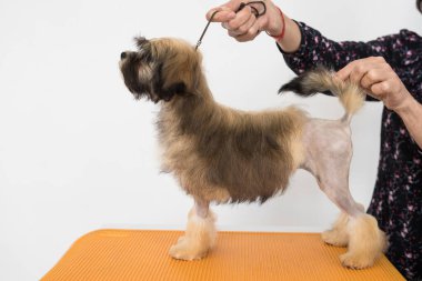 Kahverengi Bichon Aslanı askıda duruyor