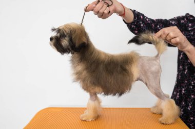 Kahverengi Bichon Aslanı rafta duruyor. İzole edilmiş yavru köpek turuncu sandalyeye bakıyor.
