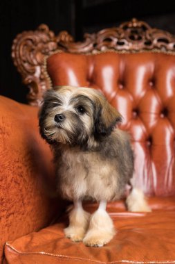 Kahverengi bir Bichon Aslanı 'nın dikey fotoğrafı başka yere bakıyor. Kahverengi koltukta kahverengi köpek yavrusu