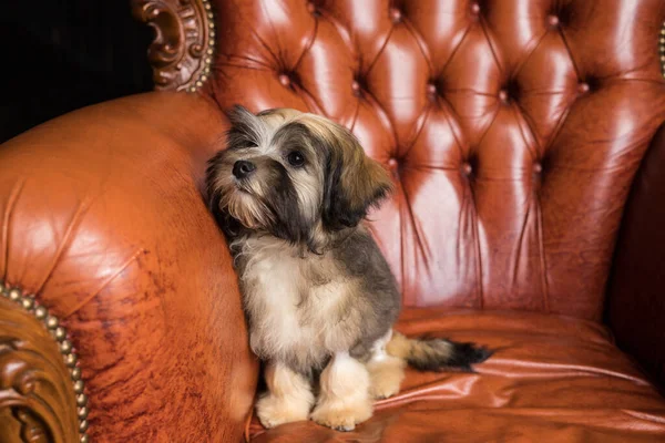 Kamerada küçük kahverengi bir Bichon Lion ağızlık. Kahverengi koltukta kahverengi köpek yavrusu