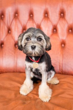 Kamerada küçük siyah bir Bichon Aslanı 'nın dikey fotoğrafı var. Siyah köpek kahverengi koltukta oturuyor.