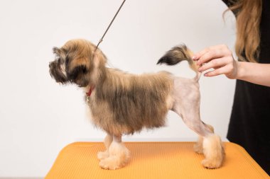 Kahverengi Bichon Aslanı rafta duruyor. İzole edilmiş yavru köpek turuncu sandalyeye bakıyor.