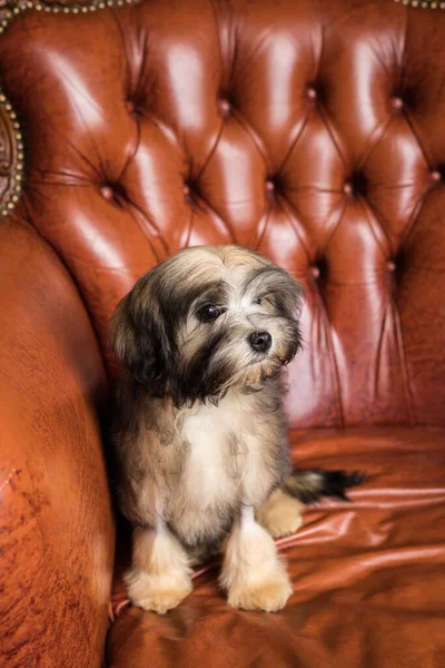 Foto Vertical Pouco Marrom Bichon Lion Desviar Olhar Cachorrinho Marrom — Fotografia de Stock