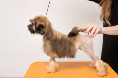 Kahverengi Bichon Aslanı rafta duruyor. İzole edilmiş yavru köpek turuncu sandalyeye bakıyor.