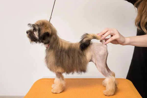 Kahverengi Bichon Aslanı askıda duruyor