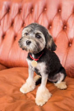 Dikey fotoğraf ve kamerada küçük siyah bir Bichon Aslanı görünümü. Siyah köpek kahverengi koltukta oturuyor.