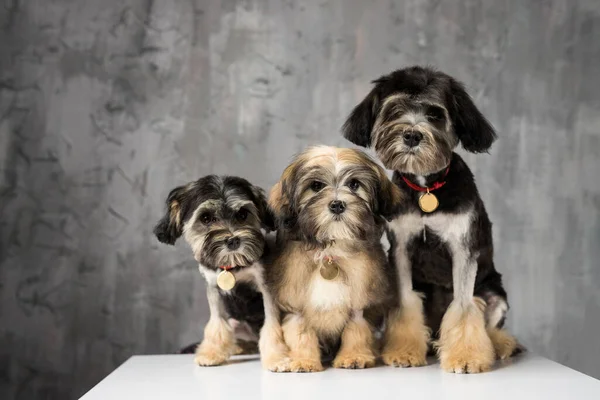 Trzy Psy Bichon Lion Sfotografowane Studio Psy Patrzą Aparacie Białą — Zdjęcie stockowe