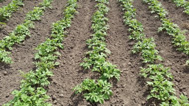 Sebze Bahçesi - patates bitkilerin