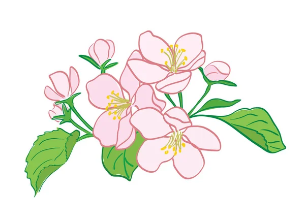 Rosy Vector Apple Tree Flowers Bouquet — Stock Vector