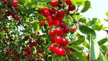 parlak kırmızı kiraz dallar