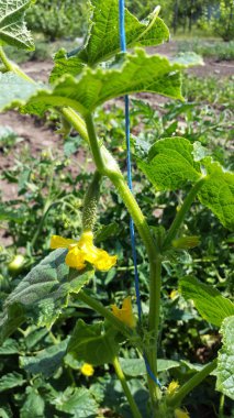 Salatalık bahçede büyür