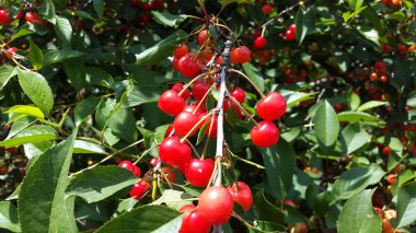 dalları ile birçok kırmızı kiraz