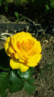 büyük sarı bahçe gül blooms