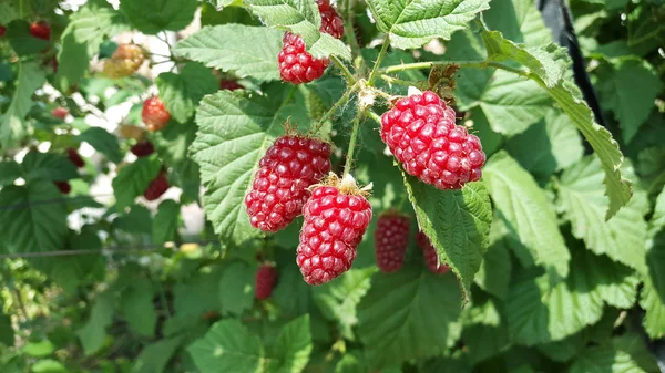 Şube yakın çekim kırmızı blackberry 