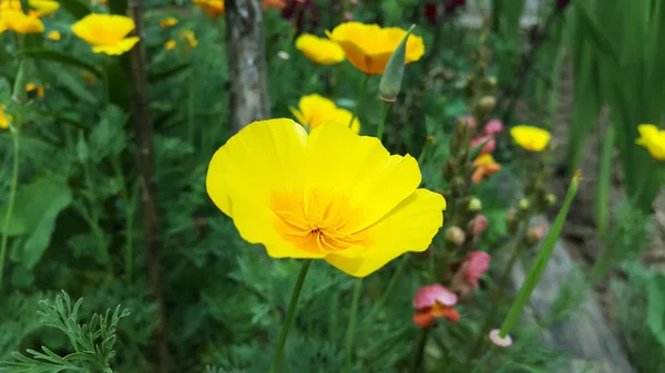 big yellow poppy flower close-up