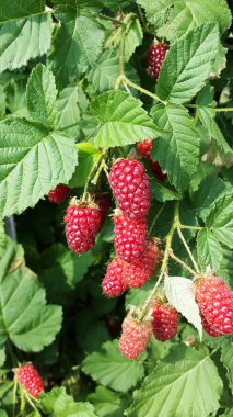 Şube kırmızı blackberry 