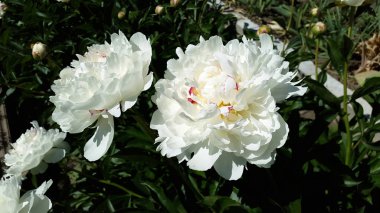 Bahçedeki beyaz şakayıklar