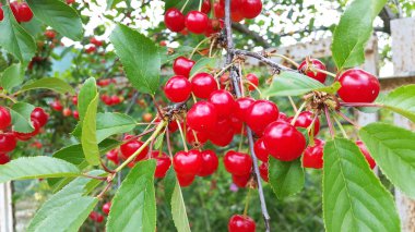 parlak kırmızı kiraz bahçesinde büyük hasat