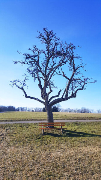 yellow bench in front of old naked tree on meadow near Albstadt in Baden-Wurttemberg