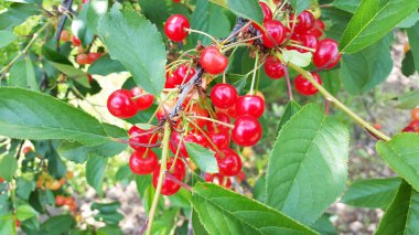 birçok kiraz bahçesinde ağaç üzerinde